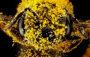 Halictus_ligatus,_F,_face,_Philidelphia,_PA_2013-01-04-14.44.36_ZS_PMax_(8354392738)